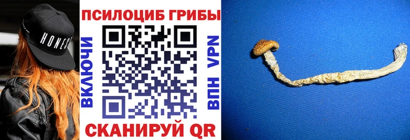 OMG зеркало  Жиздра  Псилоцибиновые грибы мицелий  купить наркотик 